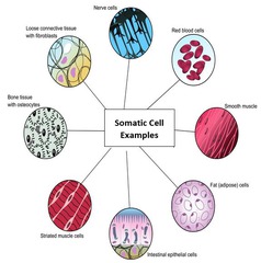 <p>body cell (non-sex cell)</p>