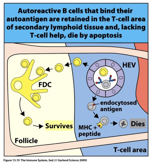 <p>Tightly regulated </p><p> AIRE allows expression of many self-peptides in thymus</p><p> T cells that bind to self-peptides are deleted</p>