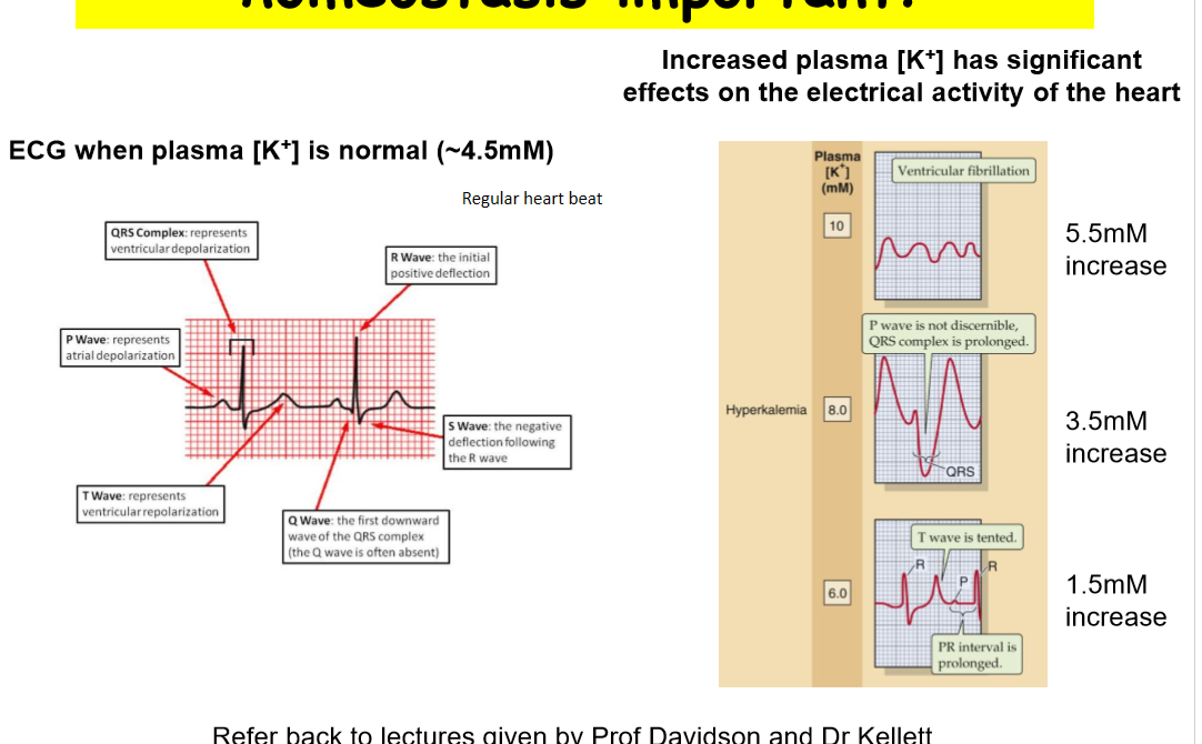 <ul><li><p>when have incraesed plasma K leads to absormal rhythm in gthe heart - heart doesnt beat correctly </p></li><li><p>lcan lead to death so need to have tightly regulated K levles </p></li></ul><p></p>