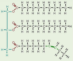 <p>— major form of <strong>stored energy</strong></p>