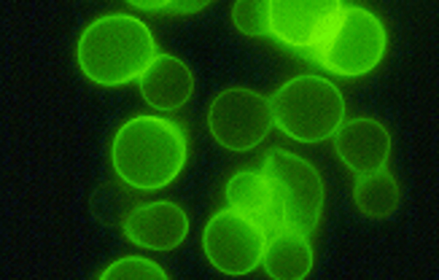 <p>fluorescent</p>