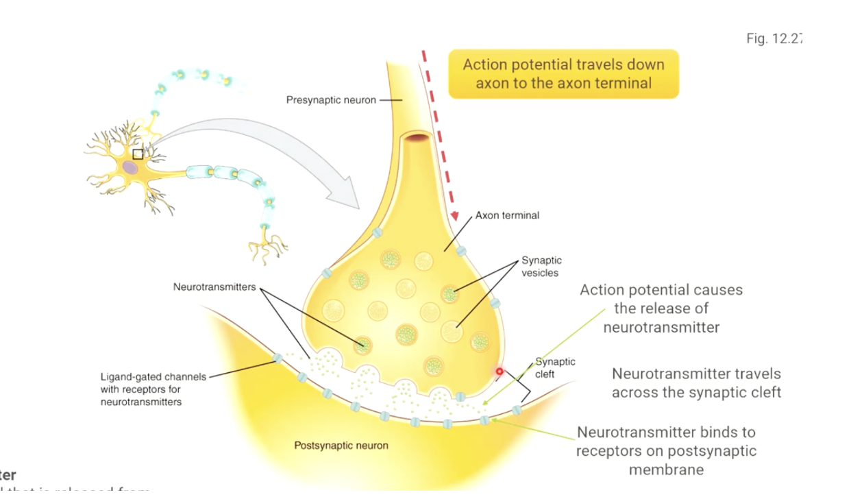 <ol><li><p>the action potential travels down the axon to the axon terminal, one of the branches at the very end of the axon. </p></li><li><p>the electrical signal causes the axon terminal to release the neurotransmitter it has stored. </p></li><li><p>neurotransmitter travels across the space between the two neurons (synaptic cleft) </p></li><li><p>neurotransmitter binds to receptors on the postsynaptic membrane, and binding triggers a change in the cell</p></li></ol><p></p>