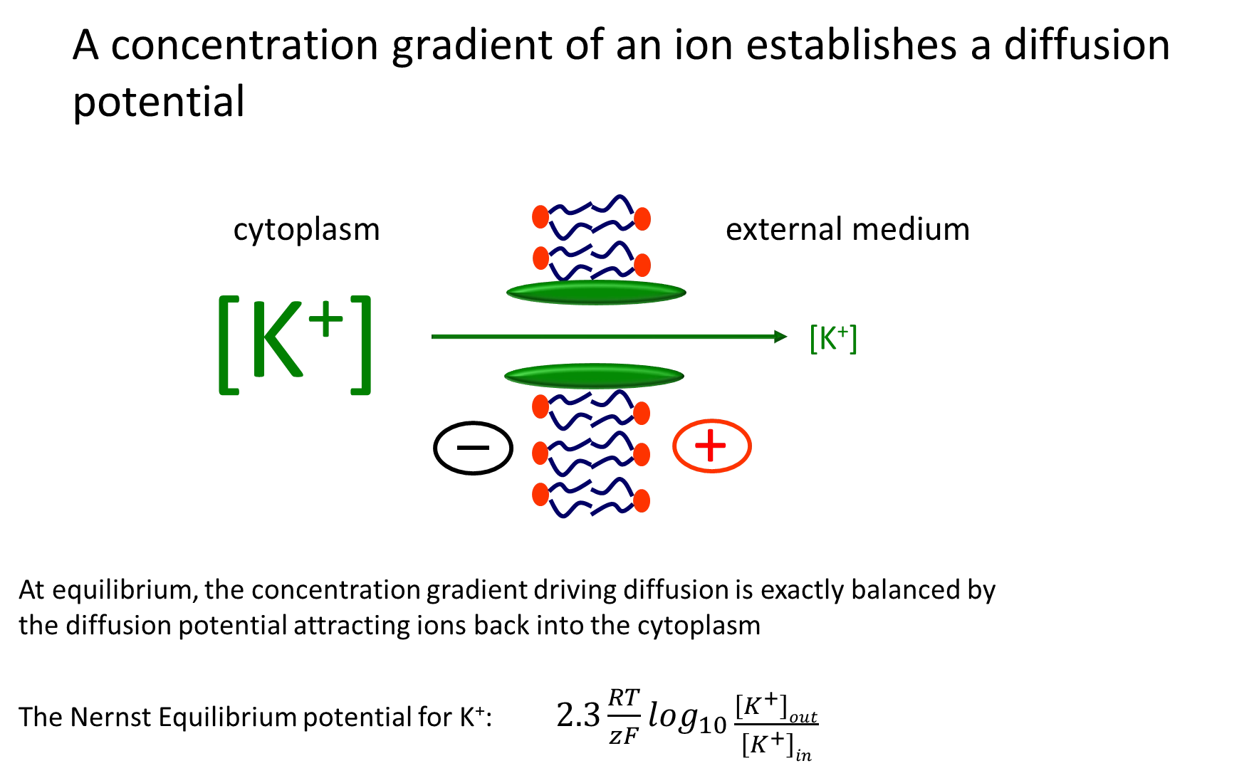 <ul><li><p>as <strong>sodium potassium pumps</strong> exchange 3 sodium ions for 2 potassium ions into the cell, the <strong>concentration</strong> of potassium ions<strong> increases</strong> and the <strong>membrane potential </strong>becomes <strong>more negative</strong> in the <strong>cytoplasm</strong></p></li><li><p>a potassium ion channel allows potassium to diffuse <strong>out </strong>of the cell, making the cytoplasm <strong>more negative</strong></p></li><li><p>this is <strong>opposed </strong>by the <strong>increasing membrane potential attracting positive ions back </strong>into the cytoplasm</p></li><li><p>at <strong>equilibrium</strong> (different concentrations but electrochemical potential is 0), the two forces are <strong>balanced</strong></p></li><li><p>this is described by the <strong>Nernst </strong>equilibrium formula</p></li></ul><p></p>