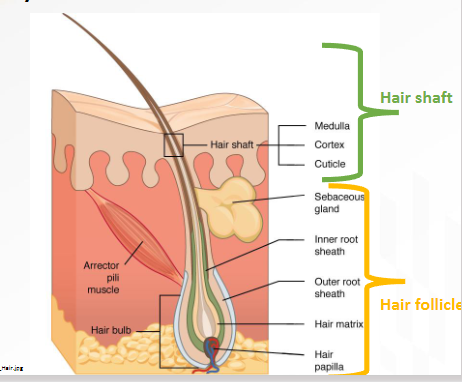 <ul><li><p><span>&nbsp;visible, nonliving strand that emerges above the skin</span></p><ul><li><p><span>Part of hair we see</span></p></li></ul></li></ul><p></p>