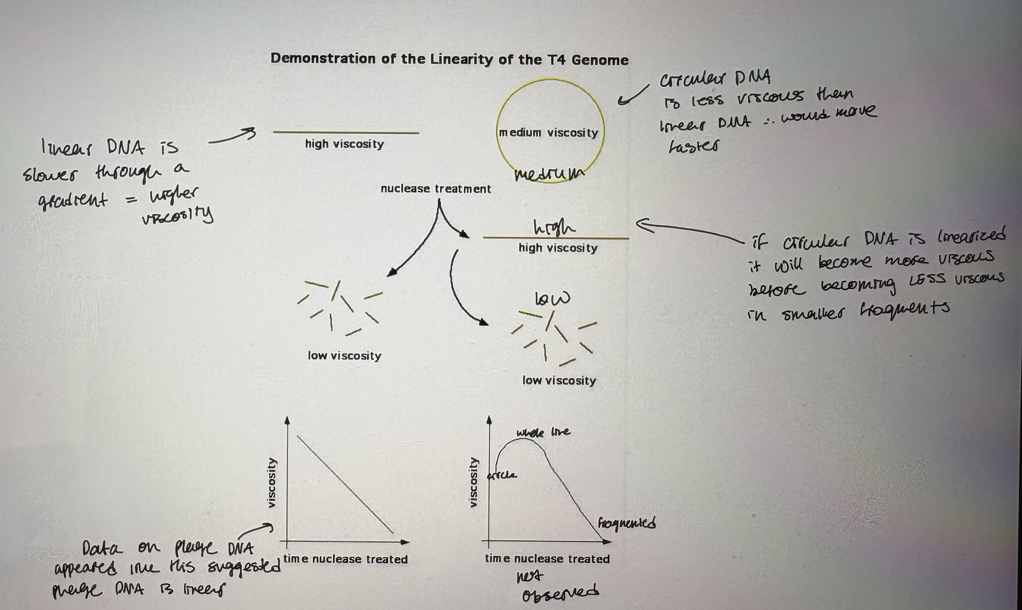 <p>Conclusions from fine structure mapping</p>
