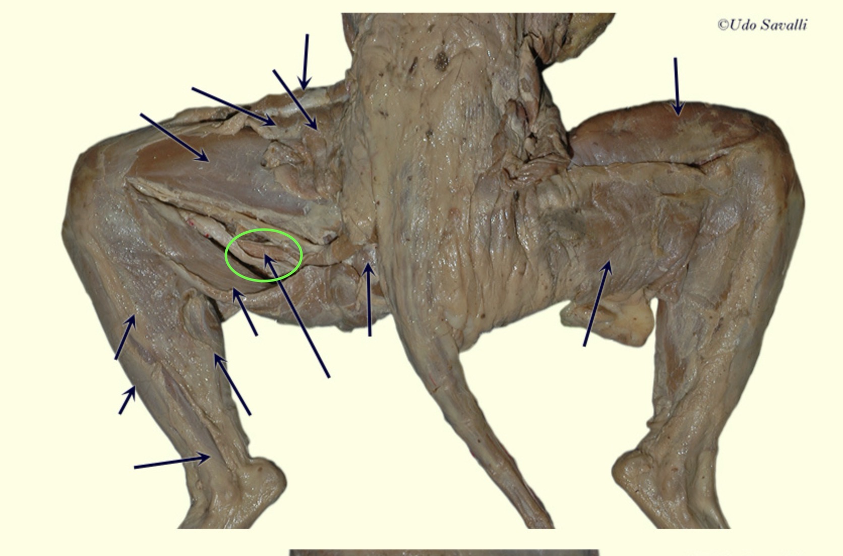 <p>underneath the sartorius and gracilis</p>