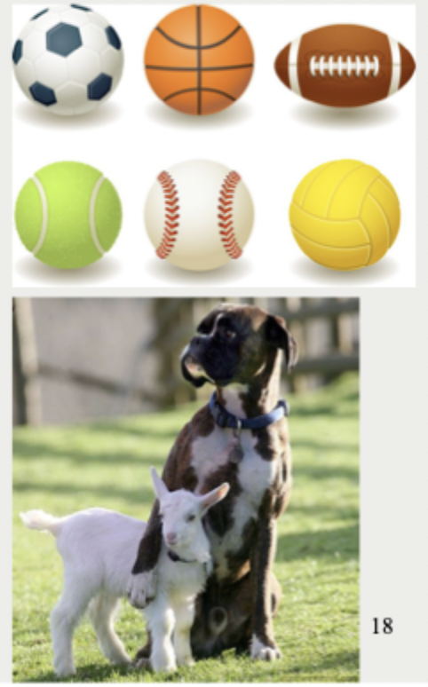 <ul><li><p><strong>Underextension: </strong>defining a word too narrowly</p><ul><li><p>ex. using ‘ball’ to refer to only a favourite ball</p></li><li><p>Using the word “car” to refer only to the family car and “ball” to refer only to one favourite toy ball are examples of underextension</p></li></ul></li></ul><p></p><ul><li><p><strong>Overextension</strong>: defining a word too broadly</p><ul><li><p>ex. using ‘doggie’ to refer to all four-legged animals</p></li><li><p>Children may use “car” to also refer to buses and trucks or use “doggie” to refer to all four-legged animals.</p></li></ul></li></ul><p></p><ul><li><p>The overextension error occurs more frequently when children are producing words than when they are comprehending words.</p></li><li><p>A 2-year-old may say “doggie” to refer to a goat but nevertheless correctly point to a picture of a goat when asked. Because overextension is more common in word production, it may actually reflect another fast-mapping rule that children follow: “If you can’t remember the name for an object, say the name of a related object</p></li><li><p>Both underextension and overextension disappear gradually as youngsters refine meanings for words with more exposure to language.</p></li></ul><p></p>