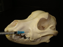 <p>What is one consideration with doing this nerve block technique on cats and brachycephalic breeds?</p>