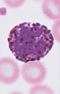 <p>granules generally stain blue</p><p>release histamine and other chemicals promoting inflammation</p>