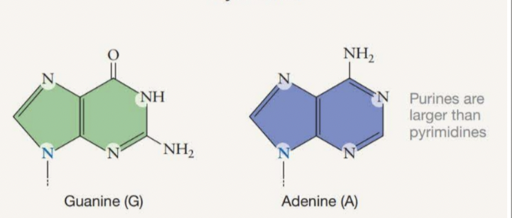 <p>What are purines?</p>