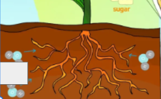 <p>photosynthesis cycle: name the step</p>