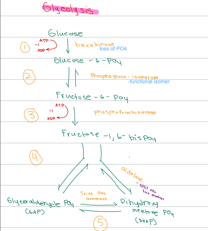 <p>c. Triose phosphate isomerase</p>
