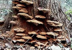 <p>Basidimycota</p>