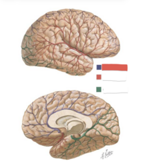 <p>Medial and midline surfaces of the frontal and parietal lobes</p>