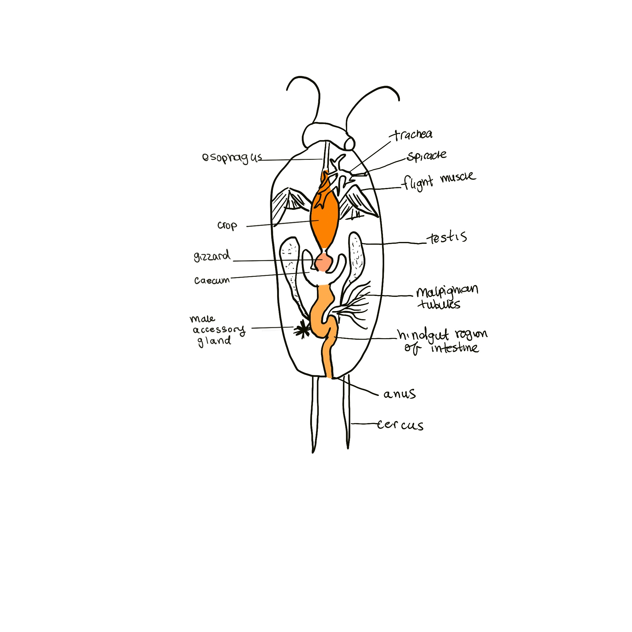 knowt flashcard image