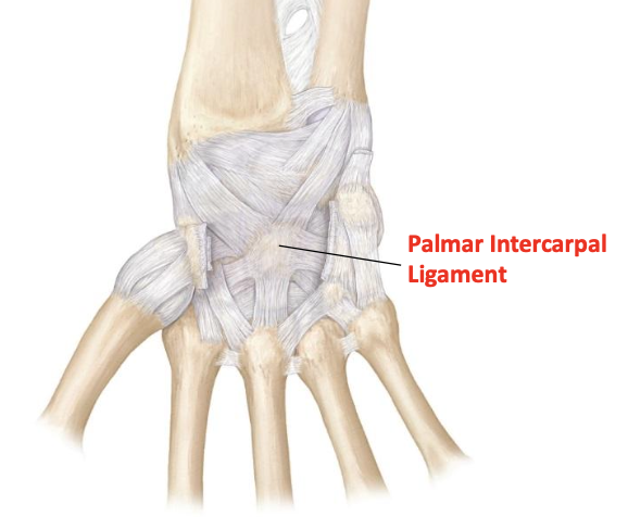 <p>Palmar intercarpal ligament</p>