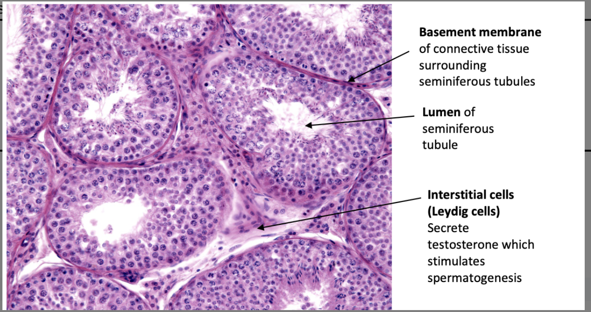<p>testis with several seminiferous tubules</p>