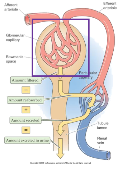 <p>Bowman’s space</p>