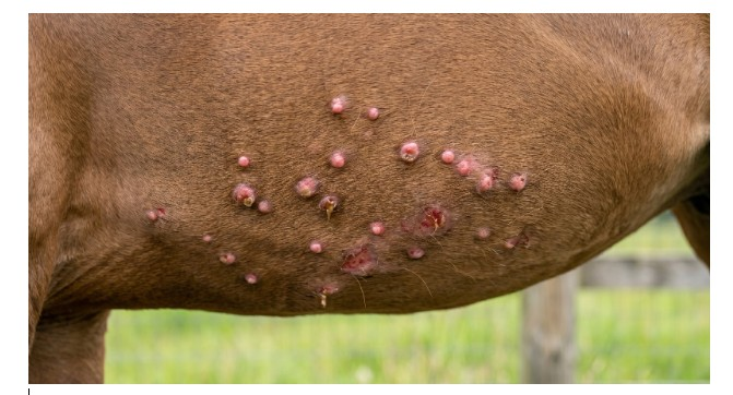 <p>Session 3A</p><p><strong>Significant Problem</strong> <span style="line-height: 12pt;"> </span></p><p><span style="line-height: 14.6667px;">A horse housed on pasture in northern Florida develops multiple small, intensely pruritic papules and crusts concentrated along the mane, tail base, and ventral midline during the warm months, recurring each year at the same time. The horse rubs the affected areas raw against fence posts but has no intact blisters anywhere, and the skin does not separate or peel when firmly rubbed at the lesion margins. A biopsy from an early papule is read as showing a cellular infiltrate dominated by eosinophils, most heavily concentrated immediately surrounding small blood vessels in the upper dermis; the basal cell layer of the epidermis is reported as intact and unremarkable.</span></p><p><span style="line-height: 16px;"><strong>Which dermatitis pattern is most consistent with this presentation, and what specifically supports that choice over the alternative?</strong></span></p><p><span>A. </span><span style="line-height: 14.6667px;">Interface dermatitis, because the recurrent and intensely pruritic nature of the lesions points to chronic basal cell injury</span></p><p><span>B. </span><span style="line-height: 14.6667px;">Intraepidermal pustular dermatitis, because the lesions are described as crusted and the horse is rubbing them open</span></p><p><span>C. </span><span style="line-height: 14.6667px;">Perivascular dermatitis, because the infiltrate centers on dermal vessels and the basal epidermal layer is unaffected</span></p><p><span>D. </span><span style="line-height: 14.6667px;">Nodular dermatitis, because the lesions recur in the same anatomic sites every year</span></p>