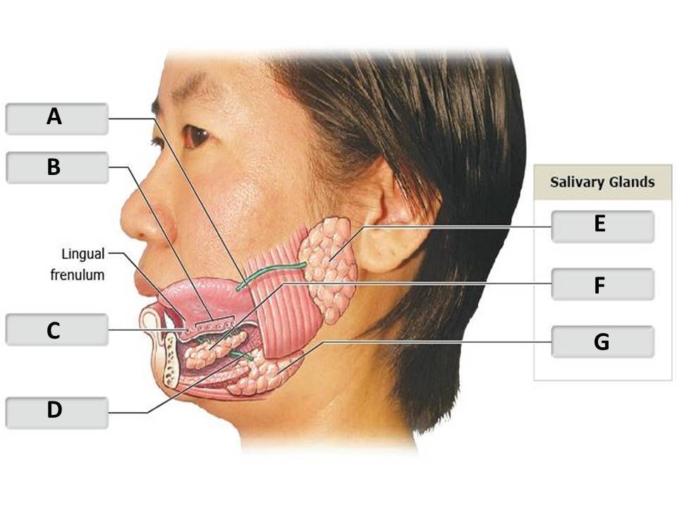 <p>Identify the salivary gland structure labeled "E".</p><p> </p><p>sublingual gland</p><p> </p><p>palatine gland</p><p> </p><p>submandibular gland</p><p> </p><p>parotid gland</p>