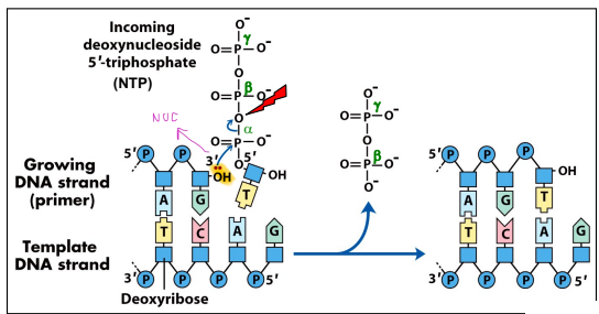 <ul><li><p>The 3'-OH of the primer attacking the α-phosphate of the incoming dNTP (nucleophilic attack, "NUC")</p></li><li><p>Release of pyrophosphate (PPi, the β-γ phosphate group shown breaking away)</p></li><li><p>Chain elongation in the 5'→3' direction</p></li><li><p>Template-directed base pairing (A-T, G-C)</p></li></ul><p></p>