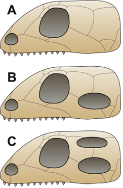 <p>Which skull type is typically found in mammals?</p><p><span>Question 5</span>Answer</p><p><span>a.</span></p><p>B</p><p><span>b.</span></p><p>C</p><p><span>c.</span></p><p>A</p>