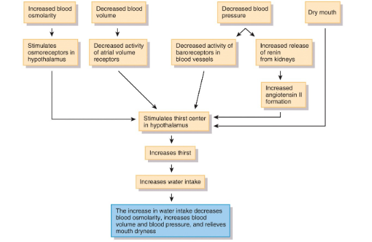<p>renin angiotensin ll pathway responds to decreased blood volume/pressure and so stimulates the thirst centre in hypothalamus , altered thirst sensation or restricted access to fluids: elderly, infants, confused mental state</p>