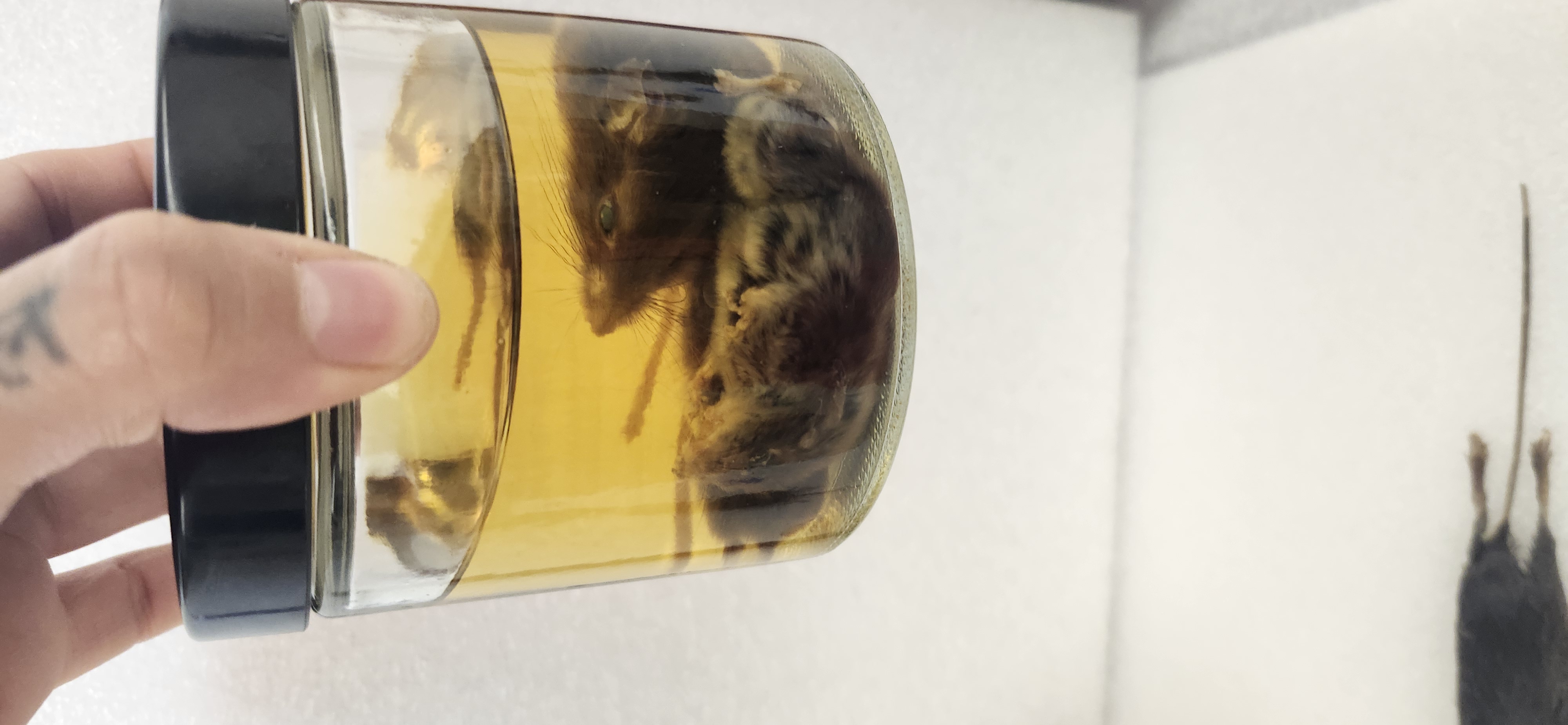 <p>What is the phylum, class, order and common name of the organism?</p>