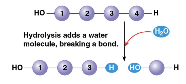 <ul><li><p>polymer disassembled to monomers</p></li><li><p>a reaction that breaks down the polymer by adding a water molecule, breaking a bond </p></li></ul><p></p>