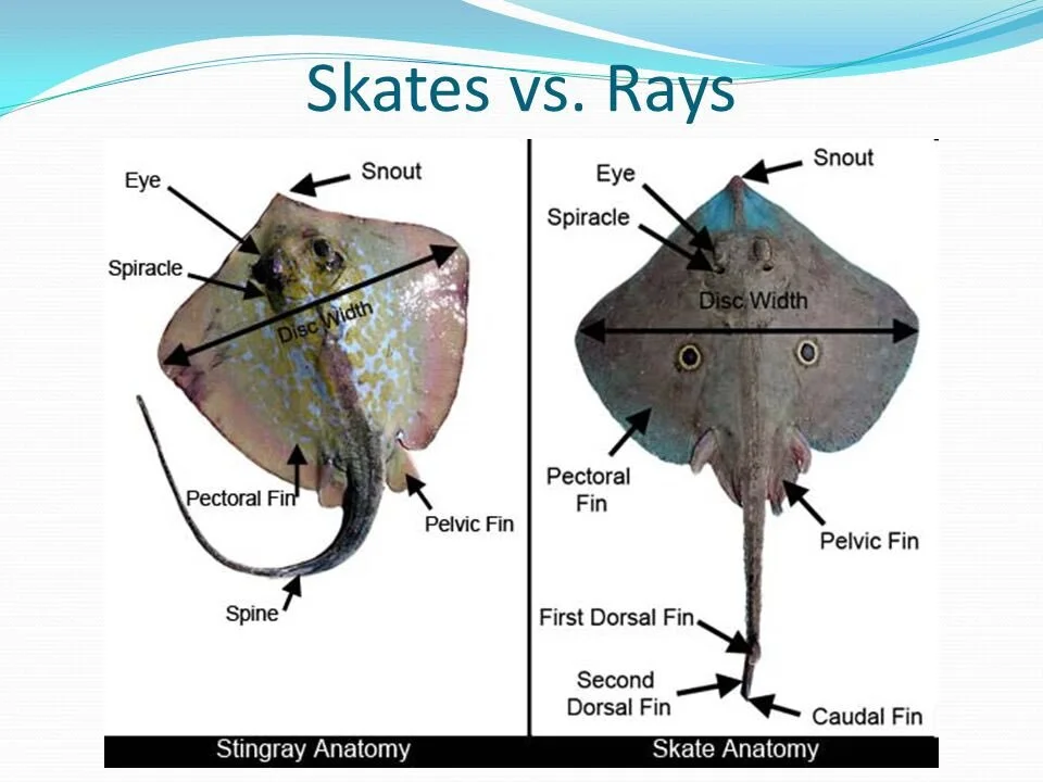 <p>Rays: pelvic fin with one lobe, is ovoviviparous, no fins on tail</p><p>Skates: pelvic fins with two lobes, lay eggs (oviparous), dorsal fins on tail</p>
