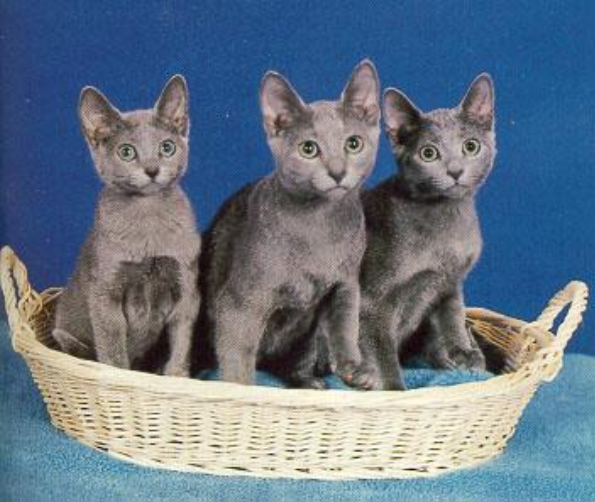 <p>A solid silvery-blue colored cat with a short, dense coat</p>