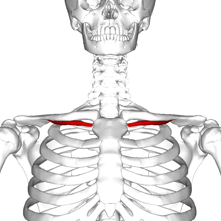<p>what muscle is this</p>