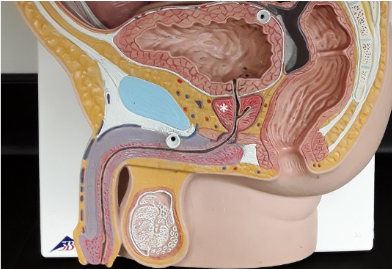 <p><span>Identify the structure marked with a white asterisk.</span></p>