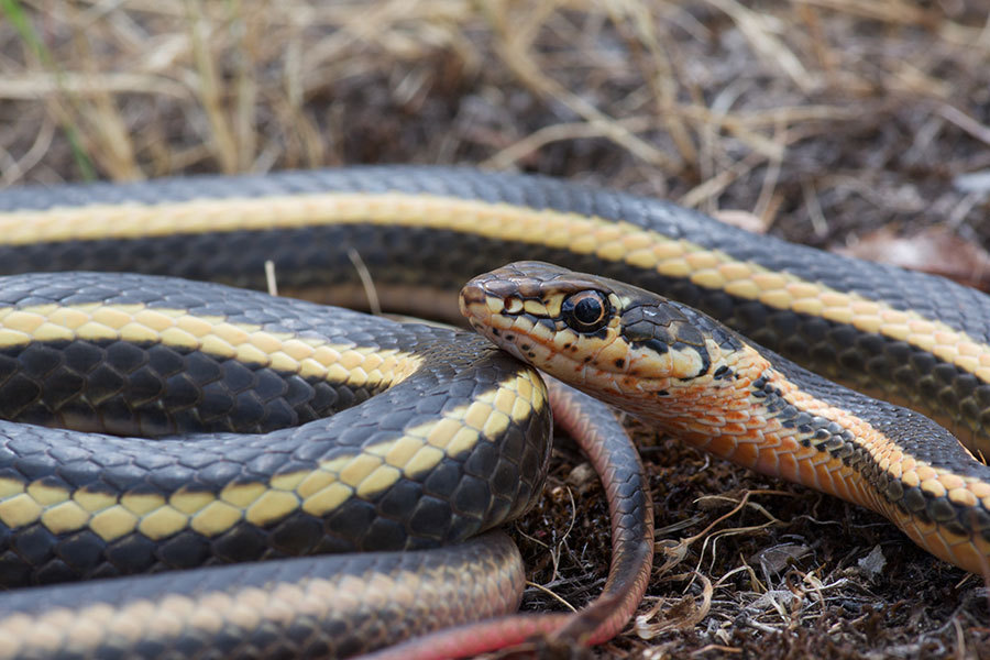 <p>Alethinophidia, Colubroidea, Colubridae<br>Coluber lateralis<br>Striped racer</p>