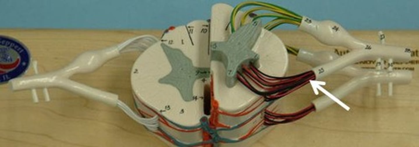 <p>Identify this structure.</p>
