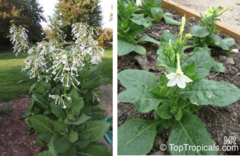<p>What poisonous plant is this?</p>