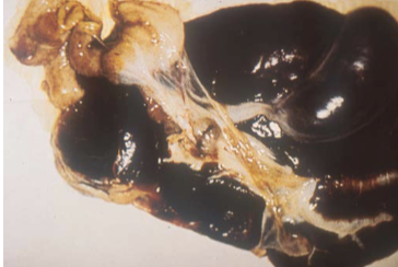 <p>what is shown in the image?</p>