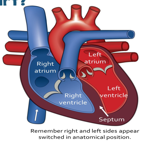 <p>4 chambers:</p><ul><li><p>2 atria (right and left atriums) (receive blood) (on top)</p></li><li><p>2 ventricles (right and left ventricles) (pump blood out) (on bottom)</p></li></ul><p></p><p>Left Side of the Heart: receives oxygenated blood from the pulmonary <strong>veins</strong></p><p>Right Side of the Heart: receives de-oxygenated blood from the body tissues</p>