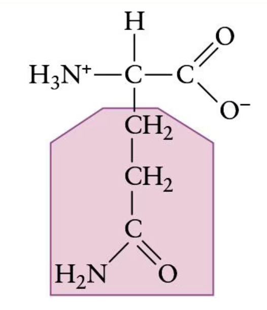 <p>(Gln, Q) | Polar side chain</p>