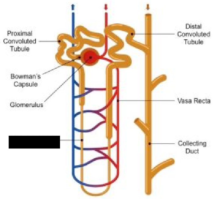 <p><span style="background-color: transparent;">After fluid moves out of the renal tubule, it moves through the <strong>______ ____ </strong>(loop of Henle).</span></p><p></p>