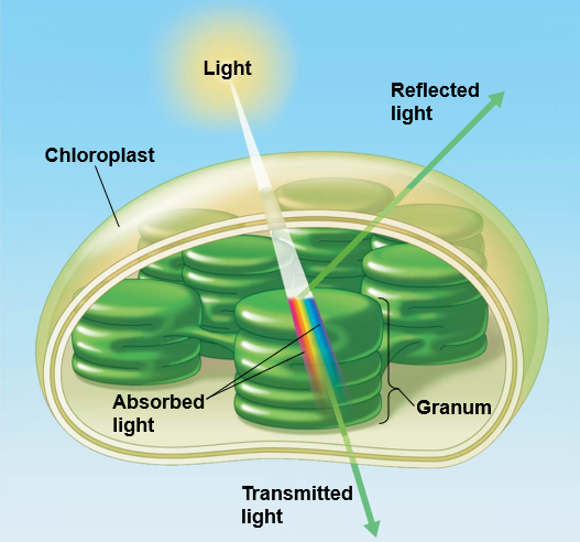 <ul><li><p><span style="background-color: transparent;">Pigments are substances that absorb visible light</span></p><ul><li><p><span style="background-color: transparent;">Different pigments absorb different wavelengths</span></p></li><li><p><span style="background-color: transparent;">Wavelengths that are not absorbed are reflected or transmitted</span></p></li></ul></li><li><p><span style="background-color: transparent;">Leaves appear green because chlorophyll reflects and transmits green light</span></p><ul><li><p><span style="background-color: transparent;"><strong>Chlorophyll <em>a</em></strong><em> </em>is the main photosynthetic pigment</span></p></li><li><p><span style="background-color: transparent;">Accessory pigments, such as <strong>chlorophyll <em>b</em></strong>, broaden the spectrum used for photosynthesis</span></p><ul><li><p><span style="background-color: transparent;">The difference in the absorption spectrum between chlorophyll<em> a </em>and <em>b </em>is due to a slight structural difference between the pigment molecules&nbsp;</span></p></li></ul></li></ul></li><li><p><span style="background-color: transparent;">Accessory pigments called <strong><em>carotenoids </em></strong>absorb excessive light that would damage chlorophyll</span></p><ul><li><p><span style="background-color: transparent;">C<strong>arotenoids </strong>function in photoprotection; they absorb excessive light that would damage chlorophyll</span></p></li></ul></li></ul><p></p>