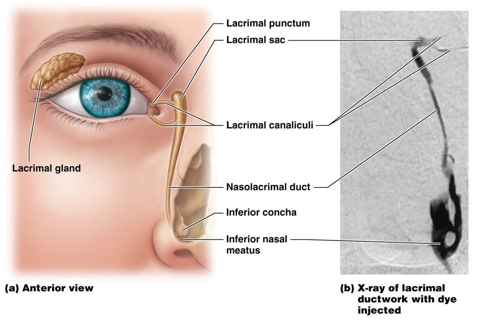 <p>Ducts that drain lacrimal secretions from eye surfaces into the nasal cavity </p>