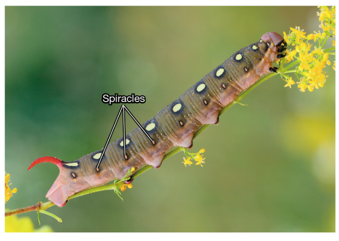 <p>Insect Tracheal System</p>