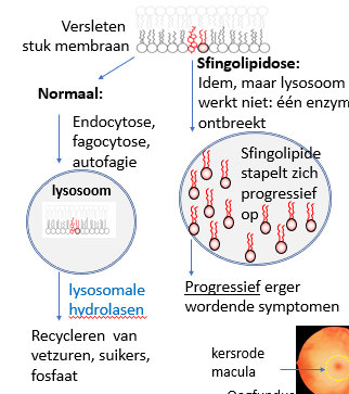 <p><span>Linkerkant is normaal en rechterkant is wanneer één van de eznymes in de recyclagepathway deficiënt is.</span></p><p style="text-align: left;"><span>Het substraat van het deficiënte enzym stapelt op in de lysosomen en we spreken van een lysosomale stapelingsziekte.</span></p><p style="text-align: left;"><span>In dit geval zijn het sfingolipidosen.</span></p>