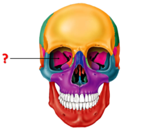 <p>Identify this bone.</p>
