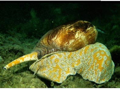 <p>MOLLUSCA Southern bailer </p>