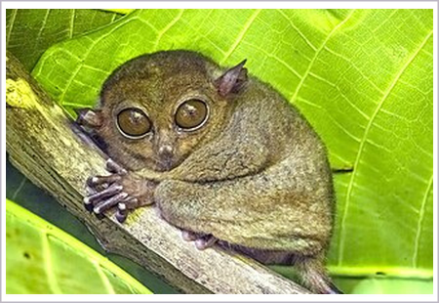 <p>What is the infraclass of the animal shown?</p>