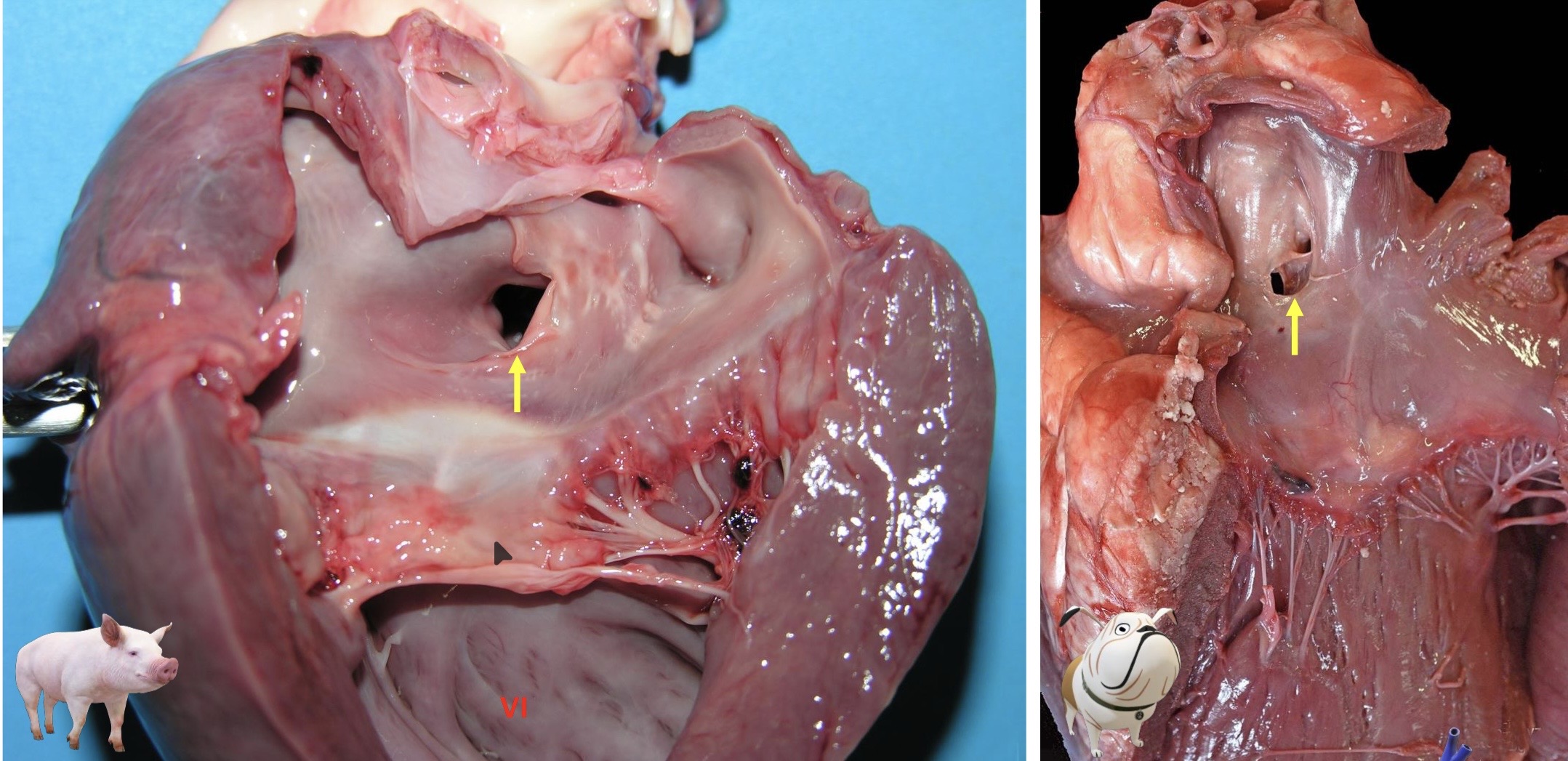 <p>Patogenia </p>