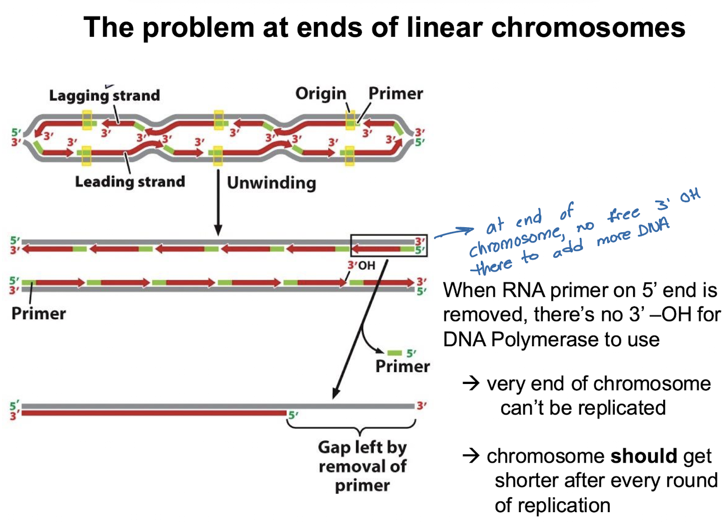 <p>When RNA primer 5’ end is removed at end of DNA strand, there’s no 3’-OH for DNApol to use</p><p>very end of chromosome cannot be replicated (end of lagging strand)</p><p>chromosome should get shorter after every round of replication, but telomerase prevents this</p>