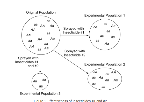 <p>Of the following, which is the best next step for the researchers to best determine the long-term effectiveness of these insecticides with regards to the development of resistance?</p><p><strong>A) </strong>Continue treating the three insect populations with the same insecticides and determine whether their efficiencies decline significantly after several generations.</p><p><strong>B) </strong>Add an additional treatment group to the experiment to measure the effectiveness of another insecticide (Insecticide #3) over several generations.</p><p><strong>C) </strong>Set up a new experiment in which these insects are sprayed with two different insecticides to see if they are more effective than Insecticides #1 and #2.</p><p><strong>D) </strong>Spray these insecticides on a different species of insect (whose genotypes are also known) to determine its effectiveness on insects that are not pests.</p>
